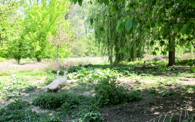 Allemagne-en-provence 646