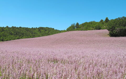 Oraison 603: Neve, Cielo, Nube, Montagna, Costruzione, Pendenza, Albero, Pianta, Casa, Paesaggio Naturale