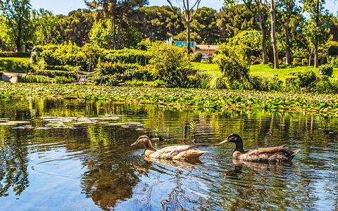 Jardin D'Azur: Water, Groen, Zwemwater, Natuur, Natuurlijke Omgeving, Natuurlijk Landschap, Geel, Waterloop, Tuin, Reflectie