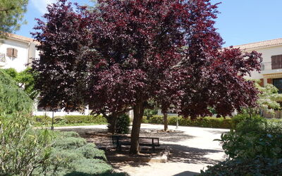 Saint Cyr sur Mer les Lecques 460