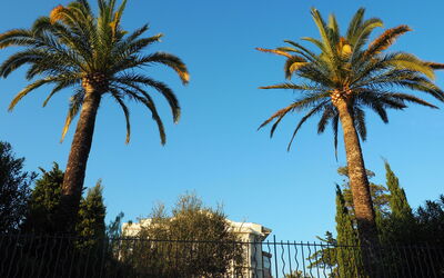 Pergola, Cannes