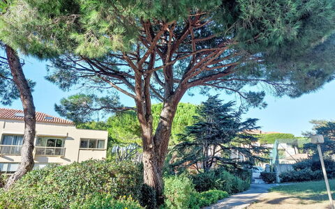 Six Fours la Coudoulière 500: Foglia, Albero, Ramo, Vegetazione, Tronco, Woody Impianto, Shade, Giardino, Landscaping, Sempreverde